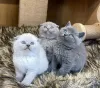 Photo №1. scottish fold - à vendre en ville de Лювен | 250€ | Annonce № 99754