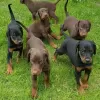 Photo №1. dobermann - à vendre en ville de Chemnitz | Gratuit | Annonce №129897