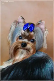 Photo №2 de l'annonce № 2619 de la vente yorkshire terrier - acheter à Fédération de Russie éleveur