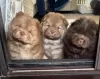 Photo №4. Je vais vendre chow-chow en ville de Stuhr.  - prix - 331€