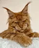 Photo №1. maine coon - à vendre en ville de Berlin | 300€ | Annonce № 103702