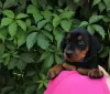 Photo №1. pinscher allemand - à vendre en ville de Gomel | 1000€ | Annonce №1906