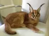 Photo №1. caracal - à vendre en ville de Duisburg | Gratuit | Annonce № 99637