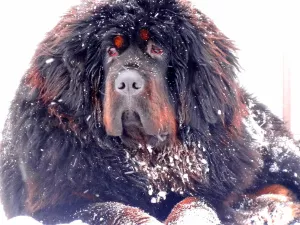 Photos supplémentaires: Chiots de dogue tibétain