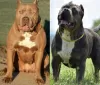 Photos supplémentaires: Chiots American Bully XL