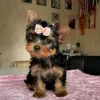 Photo №1. yorkshire terrier - à vendre en ville de Stockholm | 380€ | Annonce №125801