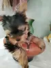 Photo №1. yorkshire terrier - à vendre en ville de Komsomolsk-sur-l'Amour | 0€ | Annonce №106943