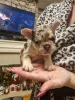 Photo №1. bouledogue - à vendre en ville de Берлингероде | 1000€ | Annonce №130887