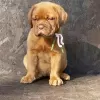 Photo №1. dogue de bordeaux - à vendre en ville de Крефельд | négocié | Annonce №103483