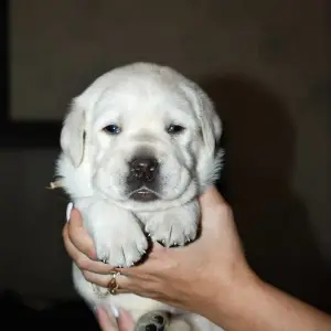 Photo №1. labrador retriever - à vendre en ville de Lipetsk | 286€ | Annonce №3943