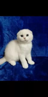 Photo №1. scottish fold - à vendre en ville de Coin | Gratuit | Annonce № 5499