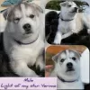 Photo №1. husky de sibérie - à vendre en ville de Mourmansk | négocié | Annonce №10423