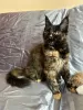 Photo №1. maine coon - à vendre en ville de Inowrocław | 750€ | Annonce № 89885