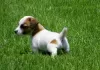 Photo №4. Je vais vendre jack russell terrier en ville de Degerby. annonce privée - prix - 400€