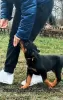 Photo №1. rottweiler - à vendre en ville de Zrenjanin | Gratuit | Annonce №129651