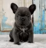 Photo №1. bouledogue - à vendre en ville de Enontekiö | Gratuit | Annonce №128346