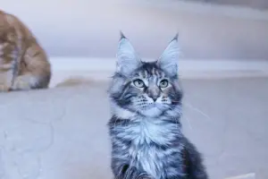 Photos supplémentaires: Maine Coon fille du champion du monde. tortie marbre argent