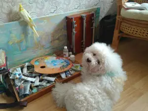 Photo №1. bichon à poil frisé - à vendre en ville de Minsk | 500€ | Annonce №1175