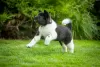 Photos supplémentaires: Chiots Akita américains