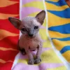 Photo №4. Je vais vendre sphynx en ville de Straubing. annonce privée, de la fourrière, éleveur - prix - 200€