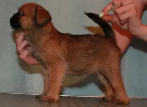 Photo №3. Les chiots Griffon et Petit-Brabancon de couleur rouge attendent les meilleurs. Fédération de Russie