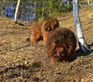 Photo №2 de l'annonce № 1320 de la vente dogue du tibet - acheter à Fédération de Russie de la fourrière