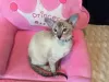 Photo №1. peterbald - à vendre en ville de Almaty | 800€ | Annonce № 30211