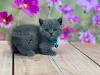 Photo №1. british shorthair - à vendre en ville de Raleigh | 284€ | Annonce № 93401