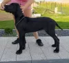 Photo №4. Je vais vendre dogue allemand en ville de Trąbki Małe. éleveur - prix - 1500€