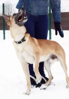 Photos supplémentaires: Jack est votre ami pour toujours Chien en cadeau