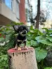 Photos supplémentaires: Vente de trois garçons Chihuahua avec documents officiels et vaccinés