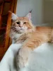 Photo №1. maine coon - à vendre en ville de Rostov-sur-le-Don | négocié | Annonce № 21334