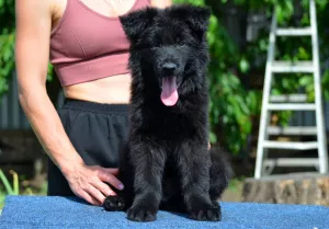 Photos supplémentaires: Chiots berger allemand à poil long, noirs et shabrack, 33 jours, FCI