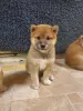 Photo №3. Prachtige Japanse Shiba Inu-chiot. Pays Bas