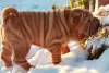 Photo №1. shar pei - à vendre en ville de Tver | négocié | Annonce №8606