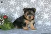 Photo №2 de l'annonce № 63828 de la vente yorkshire terrier - acheter à Allemagne 