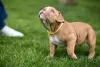 Photos supplémentaires: Chiots American Bully à vendre