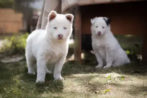 Photo №3. Un chiot du husky Yakut attend les pères et les mères les plus attentionnés. Le. Fédération de Russie