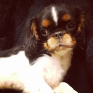 Photo №4. Je vais vendre cavalier king charles spaniel en ville de Kolomna. de la fourrière - prix - 503€