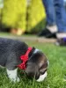 Photos supplémentaires: Chiots d'élite de parents titrés