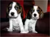 Photo №3. Chiots Beagle mignons Whatsapp. La finlande