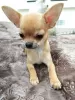 Photo №1. chihuahua - à vendre en ville de Sotchi | négocié | Annonce №8835