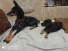 Photos supplémentaires: Chiots pinscher nain à vendre