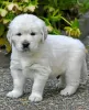 Photo №4. Je vais vendre golden retriever en ville de Neuss. annonce privée - prix - 400€