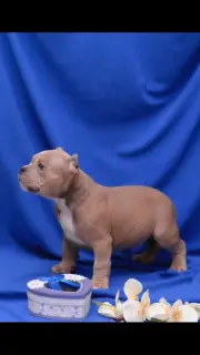 Photo №1. american bully - à vendre en ville de Dir | 1421€ | Annonce №1821