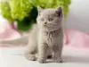 Photo №2 de l'annonce № 125401 de la vente british shorthair - acheter à Allemagne 