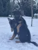 Photos supplémentaires: Beau chiot berger allemand