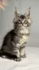 Photo №1. maine coon - à vendre en ville de Quantico | 379€ | Annonce № 118131