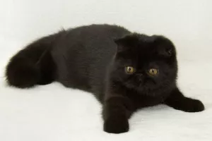 Photo №2 de l'annonce № 5861 de la vente exotic shorthair - acheter à Ukraine de la fourrière