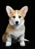 Photo №4. Je vais vendre welsh corgi en ville de Ровно. éleveur - prix - 1500€